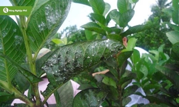 Rầy phấn trắng bám dưới mặt lá, hút nhựa làm cây suy kiệt.