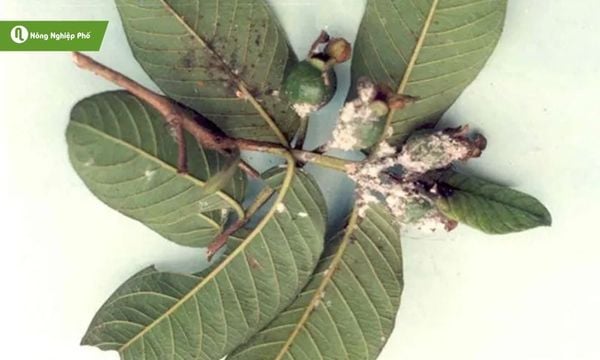 Mật rầy làm nấm bồ hóng lan rộng trên lá ổi.