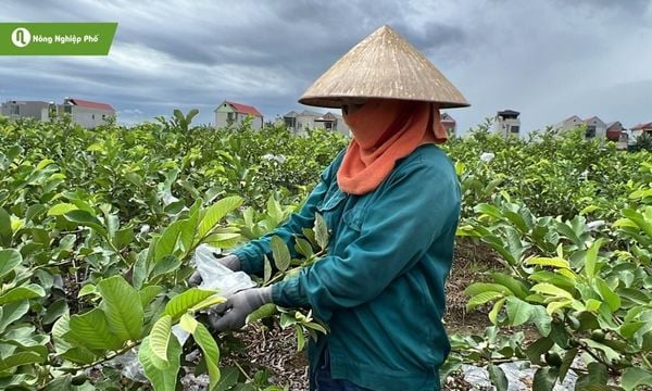 Canh tác đúng kỹ thuật là cách phòng rầy trắng bền vững nhất.