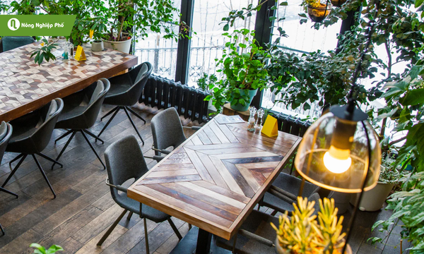 Thêm màu xanh mát cho quán cà phê bằng cây cảnh