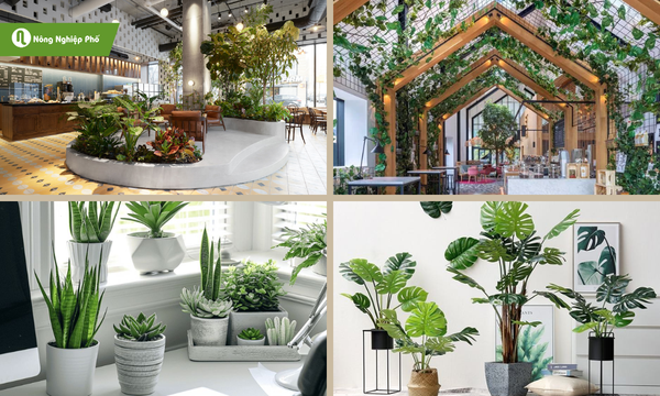 Lựa chọn cây cảnh phù hợp giúp tạo nên sự hài hòa trong quán cà phê