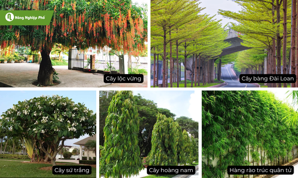 Cây bóng giúp che nắng và giảm nhiệt cho quán