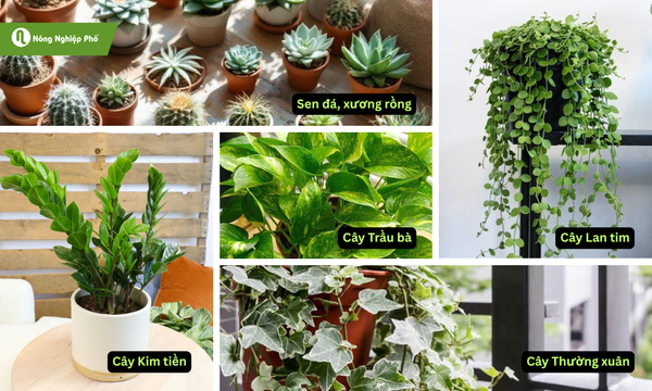 Đa dạng hóa các loại cây tạo nên sự phong phú, sáng tạo cho quán