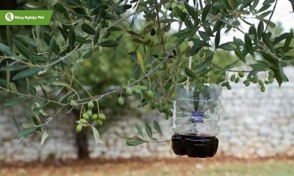 Bẫy ruồi bằng nước đường, dễ làm và dễ “ dính ”