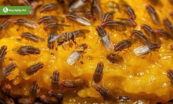 Bẫy ruồi vàng bằng mật ong, đơn giản, an toàn và dễ áp dụng.