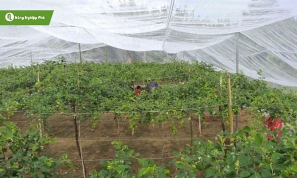Phương pháp văng lưới để bảo vệ cây trồng khỏi ruồi vàng.