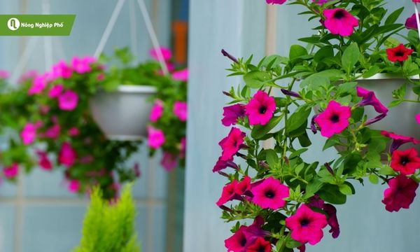 Chậu nhựa treo giúp tiết kiệm diện tích khu vực trồng