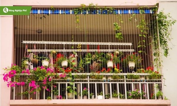 Hãy lựa chọn chậu nhựa treo phù hợp với không gian sống của bạn