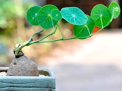 cu-binh-voi-bonsai-Stephania-Erecta