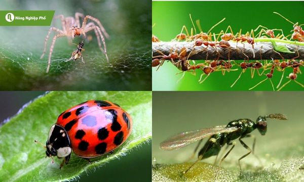 Các loài thiên địch giúp hành tỏi tránh bị dòi đục