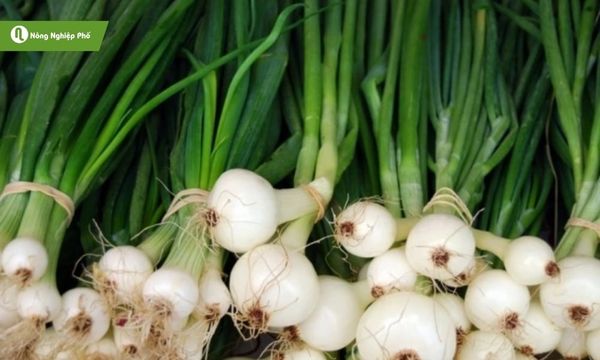 Xử lý dòi đục thân lá hành tỏi giúp cây phát triển tốt