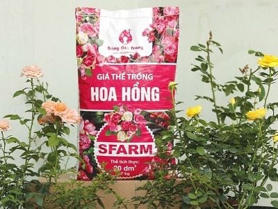 gia-the-hoa-hong-sfarm-co-tot-khong