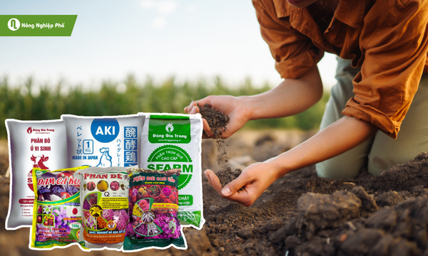 Phân hữu cơ cung cấp đầy đủ nguồn đa trung và vi lượng cho cây hoa hồng