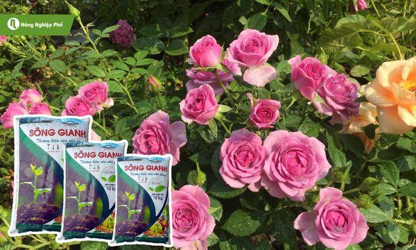 Phân vi sinh giúp cải thiện chất lượng đất trồng nhờ vào các vi sinh vật có lợi