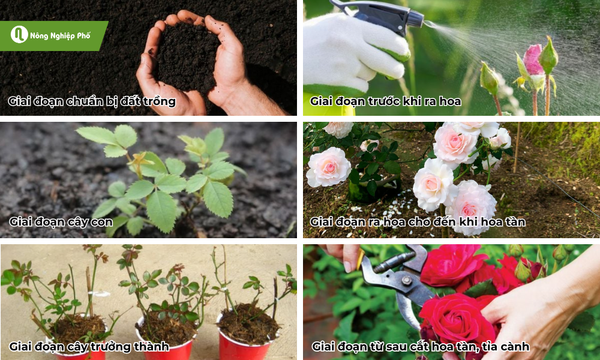 Bón phân cho hoa hồng theo từng giai đoạn sinh trưởng