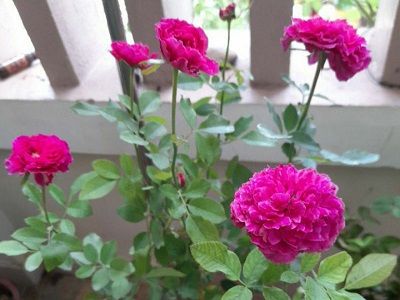 Hoa-hong-Ramukan-rose