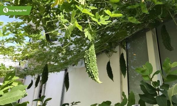 Hướng nắng, thoát nước và giàn vững chắc là bí quyết cho vườn dây leo thành công!