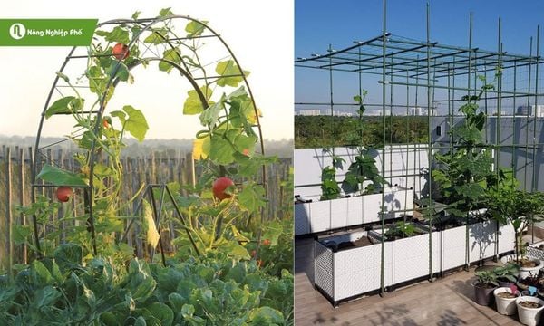 Biến góc sân thượng nhỏ thành mô hình trồng cây lý tưởng.