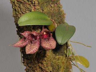 Bulbophyllum-frostii