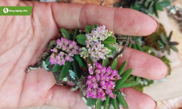Lan trứng bướm với tên khoa học Schoenorchis fragrans