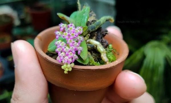 Lan trứng bướm trồng trong chậu