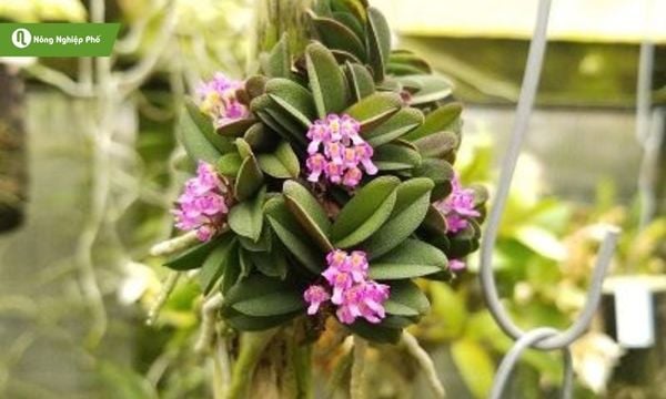 Giò lan trứng bướm cần ánh sáng nhẹ