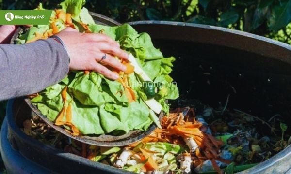 men vi sinh ủ rác nhà bếp