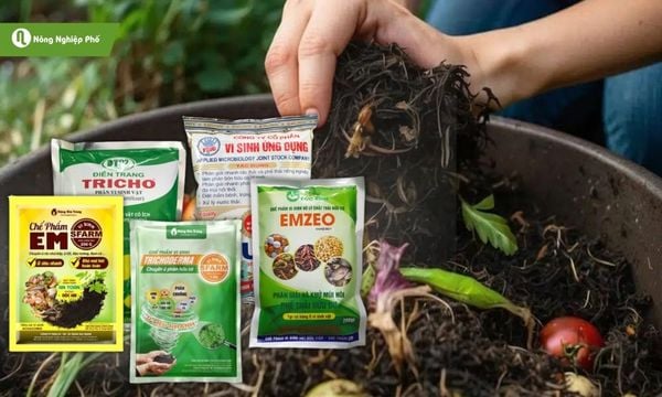 men vi sinh ủ rác nhà bếp