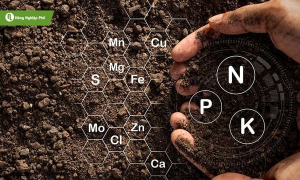 Phân vô cơ cây dễ dàng hấp thụ