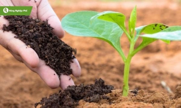 Từng loại cây sẽ phù hợp với từng loại phân bò
