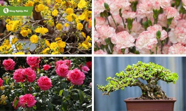 Phân bò khô khiến cây cảnh và hoa trở nên tươi tốt