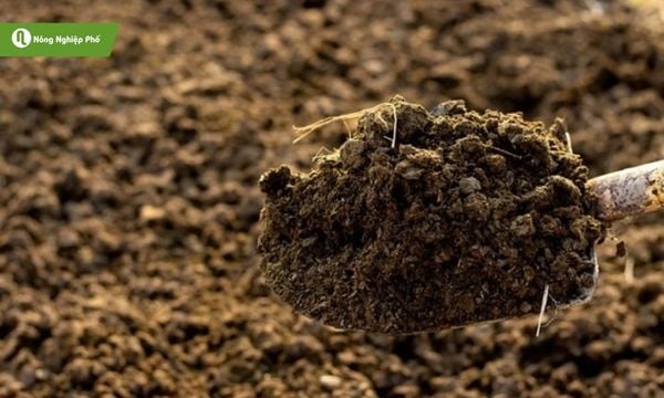 Sử dụng phân bò khô trong nông nghiệp