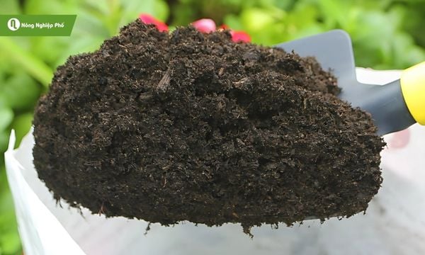 Phân bò khô loại phân hữu cơ được ưa chuộng hiện nay