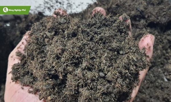 Trong phân bò khô có chưa nhiều hàm lượng dinh dưỡng