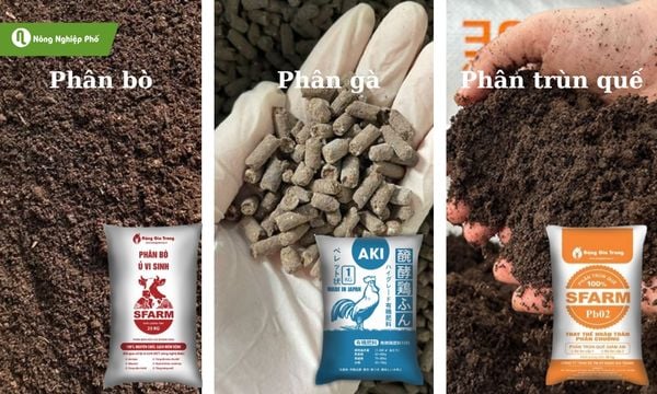 Phân bò khô và các loại phân hữu cơ phổ biến