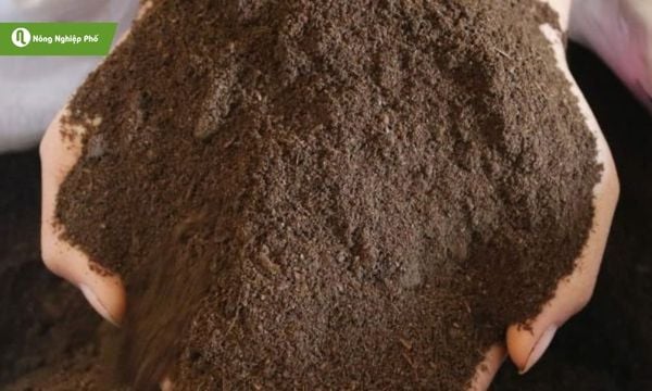 Bảo quản phân bò khô đúng cách tránh gây ẩm mốc