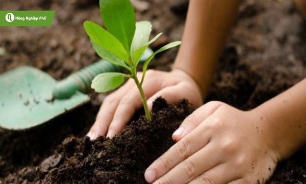 Phân bò khô giúp đất tơi xốp, cây phát triển khỏe mạnh