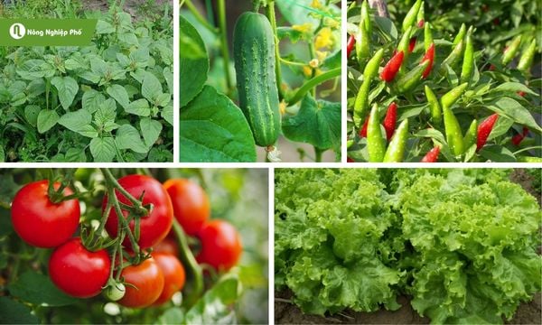 Các loại rau, cây ăn quả đều có sử dụng phân bò