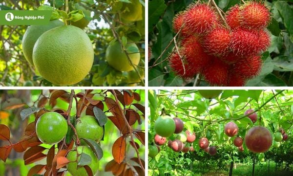 Phân bò khô giúp cây ăn trái trĩu quả