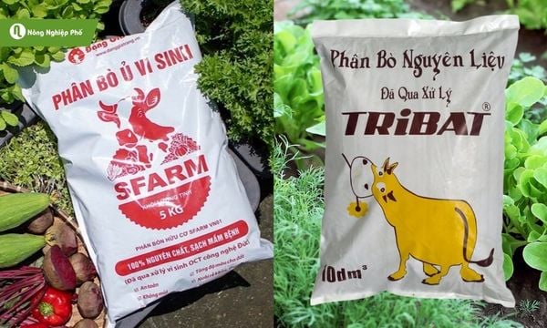 Hai loại phân bò có tại Nông Nghiệp Phố