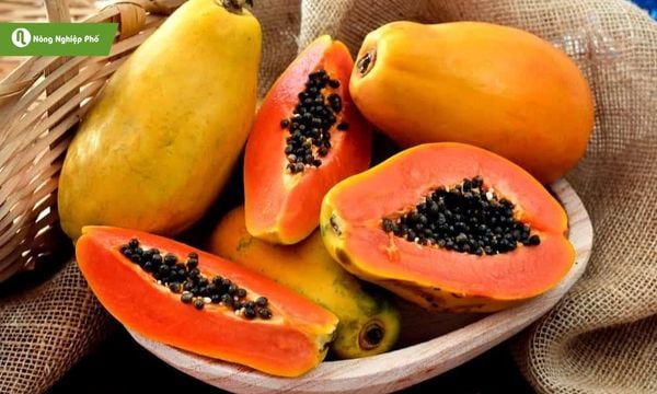 Đu đủ khỏe mạnh nhờ dinh dưỡng đầy đủ, cho trái ngọt tự nhiên và đồng đều.