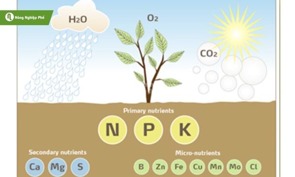 Cung cấp đầy đủ N, P, K và vi lượng giúp cây đu đủ phát triển khỏe và cho trái ngọt.