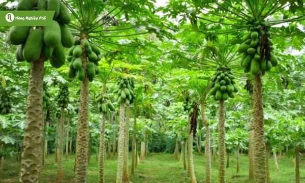 Giống cây, độ ẩm và phương pháp bón quyết định năng suất và chất lượng trái.