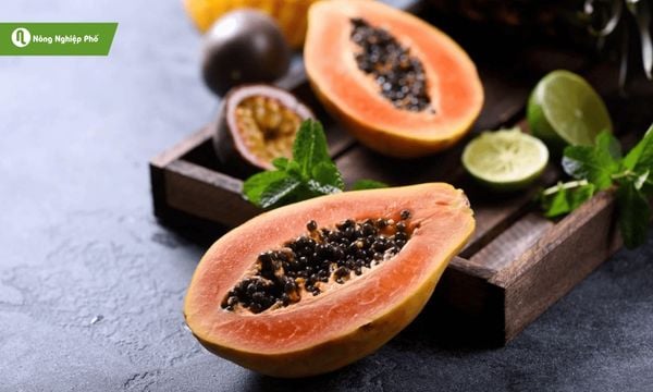 Bón phân đúng liều lượng và thời điểm giúp trái ngọt, cây khỏe.