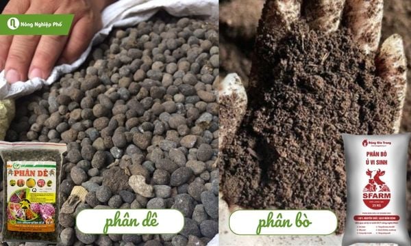 Phân dê và phân bò – nguồn dinh dưỡng quý cho đất và cây.