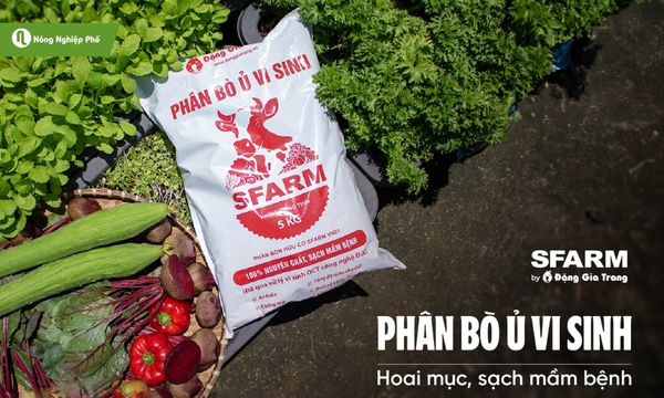 Phân bò: nguồn dinh dưỡng hữu cơ cải tạo đất hiệu quả.