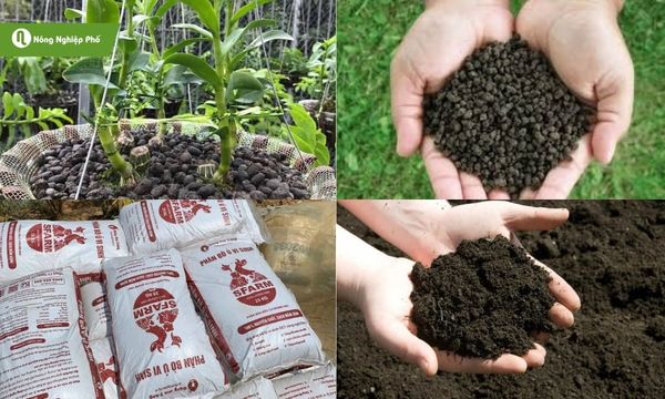 Chọn và bảo quản phân dê, phân bò đúng cách để đạt hiệu quả tối đa.