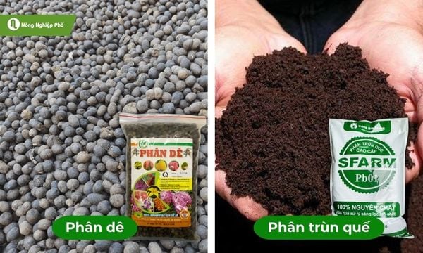 Phân dê và phân trùn quế - Chọn loại phân phù hợp