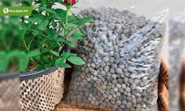 Phân dê là gì? Đặc điểm và thành phần dinh dưỡng