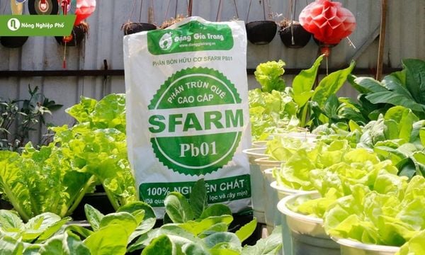 Phân trùn quế là gì? Công dụng và thành phần dinh dưỡng